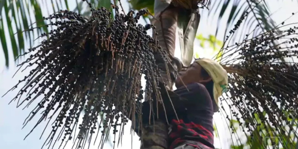Do coração da Amazônia para sua mesa, o açaí une tradição e nutrição.