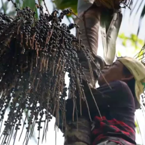 Do coração da Amazônia para sua mesa, o açaí une tradição e nutrição.